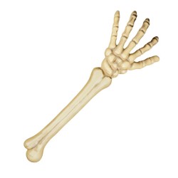 Bras De Squelette (46 cm)