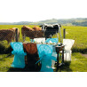 Housses de chaise turquoises