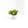 Plante décorative en pot