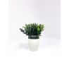 Plante décorative en pot