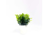 Plante décorative en pot